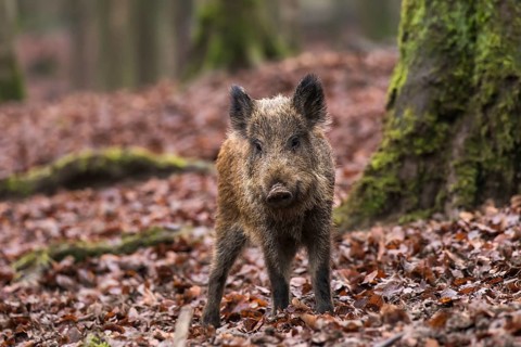Wild boar