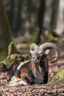 European mouflon (Ovis orientalis musimon)
