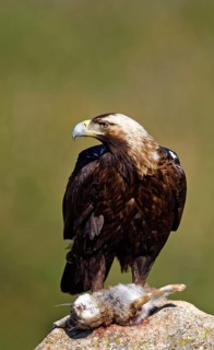 Spanish imperial eagle (Aquila adalberti) with captured hare on a rock
