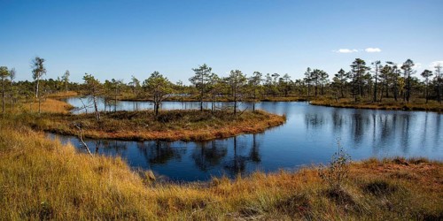 Wetland