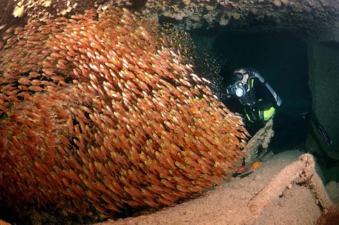 Diver with a swarm of Glassy Sweepers