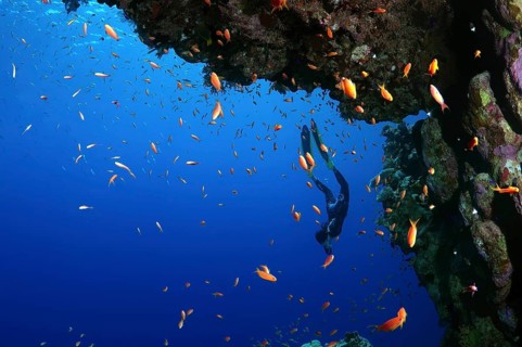 Freediver dives near a coral reef