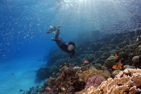 Freediver diving at the coral reef