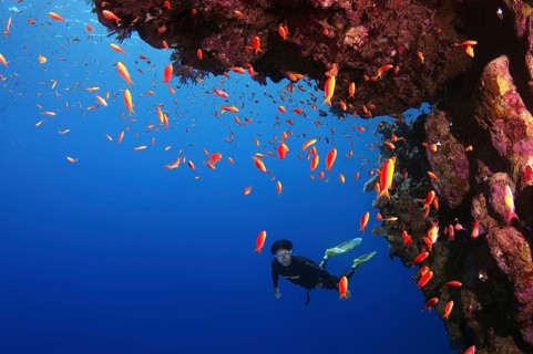 Freediver diving at coral reef