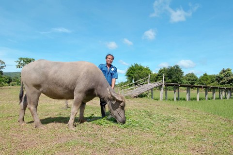 Thai farmer feeding grass to a Water BuffaloÂ orÂ domestic Asian Water BuffaloÂ