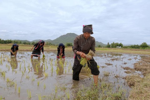 Tai Dam peasants planting rice seedlings