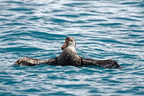 Southern giant petrel