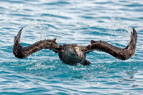 Southern giant petrel