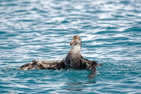 Southern giant petrel