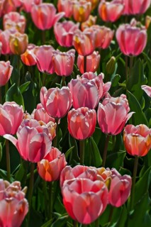 Tulips