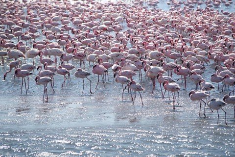 Lesser flamingos