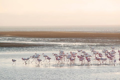 Greater flamingos