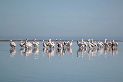 Great white pelicans