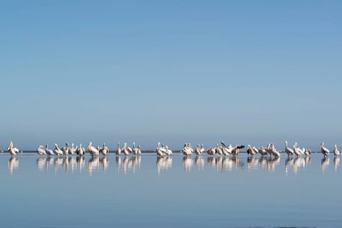 Great white pelicans