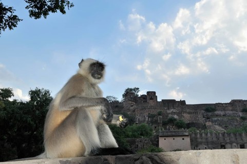 Gray or Hanuman Langur