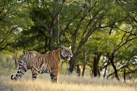 Radio collared Indian or Bengal Tiger