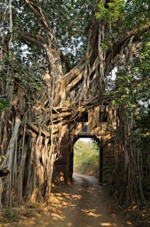 Forest track leading through an ancient gate with Banyan tree