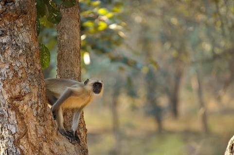 Common Langur or Hanuman Monkey