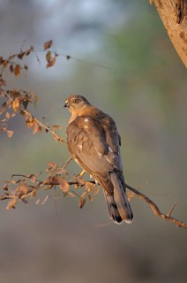 Shikra
