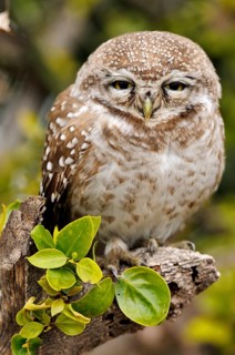 Spotted Owlet