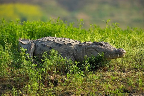Mugger Crocodile or Indian Marsh Crocodile
