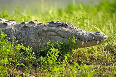Mugger Crocodile or Indian Marsh Crocodile