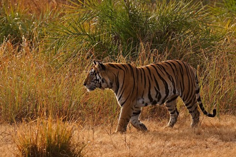 Bengal or Indian tiger