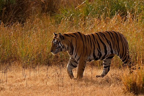 Bengal or Indian tiger
