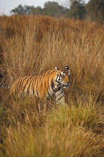 Bengal or Indian tiger