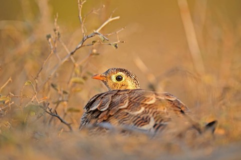 Painted Sandgrouse