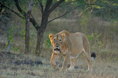 Asiatic lioness