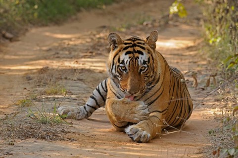 Male Indian or Bengal Tiger