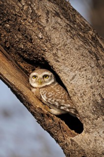 Spotted Owlet