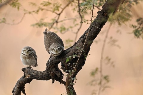 Spotted Owlets