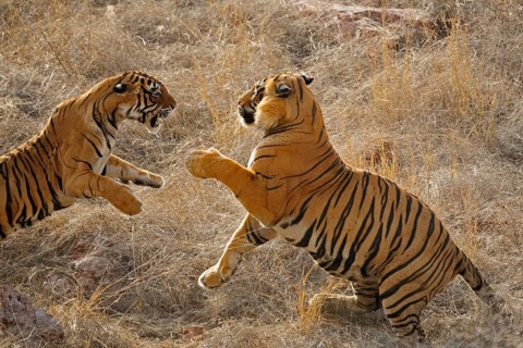 A mating pair of two Indian or Bengal Tigers