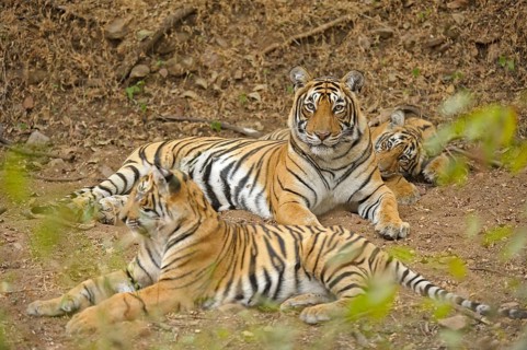 Bengal or Indian tigers