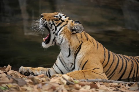 Bengal or Indian tiger