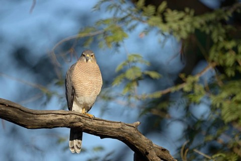Shikra