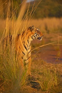Bengal or Indian tiger