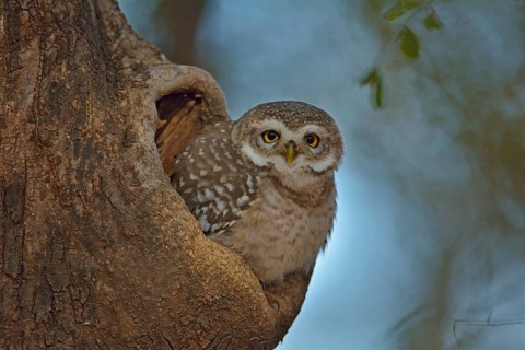 Spotted Owlet