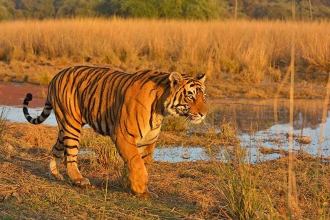 Bengal or Indian tiger