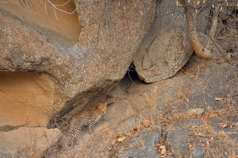 Indian Leopard