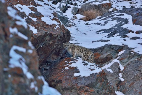 Snow Leopard