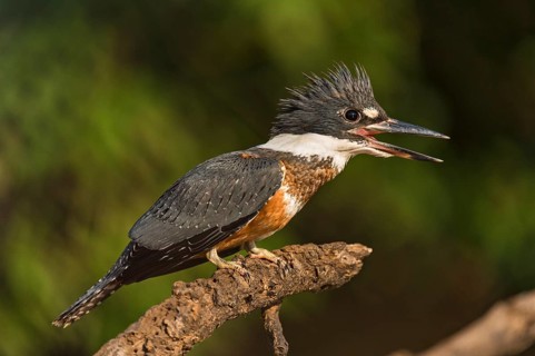 Ringed Kingfisher