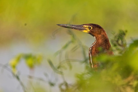 Rufescent Tiger Heron