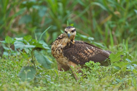 Juvenile Savanna Hawk