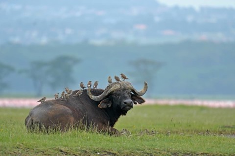 African buffalo or Cape buffalo
