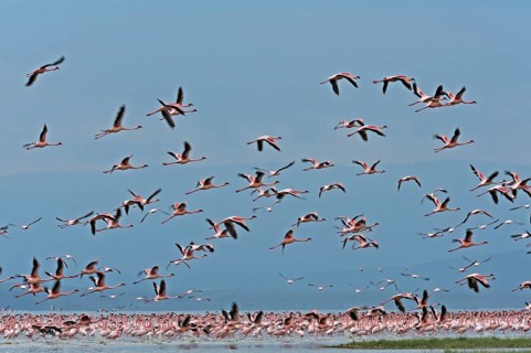 Lesser Flamingos