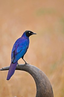 Burchell's starling