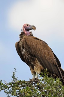 Lappet-faced Vulture or Nubian Vulture